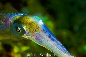 Squid colors by Julio Sanjuan 